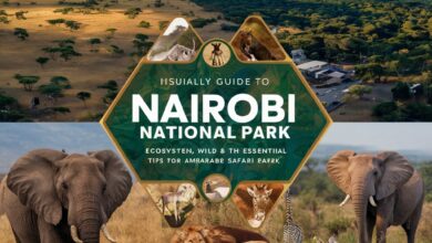 Photo of Nairobi National Park: The Complete Guide