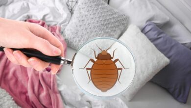Photo of Can Bed Bugs Be Prevented? Here’s What You Need to Know