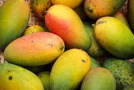 Photo of Mango Pest Control