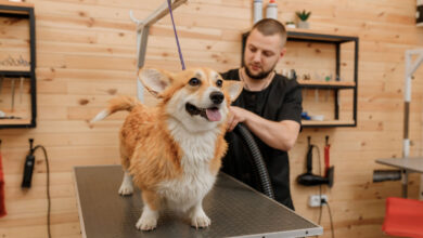 Photo of Dog Grooming Trends 2024: What’s New In Personalized Pet Pampering