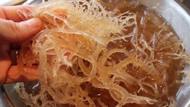 Photo of 15 Outstanding Benefits of Sea Moss for Men’s Health & Well-Being
